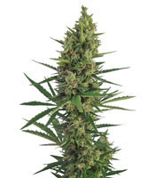 Auto Malawi x Northern Lights (Ace Seeds)