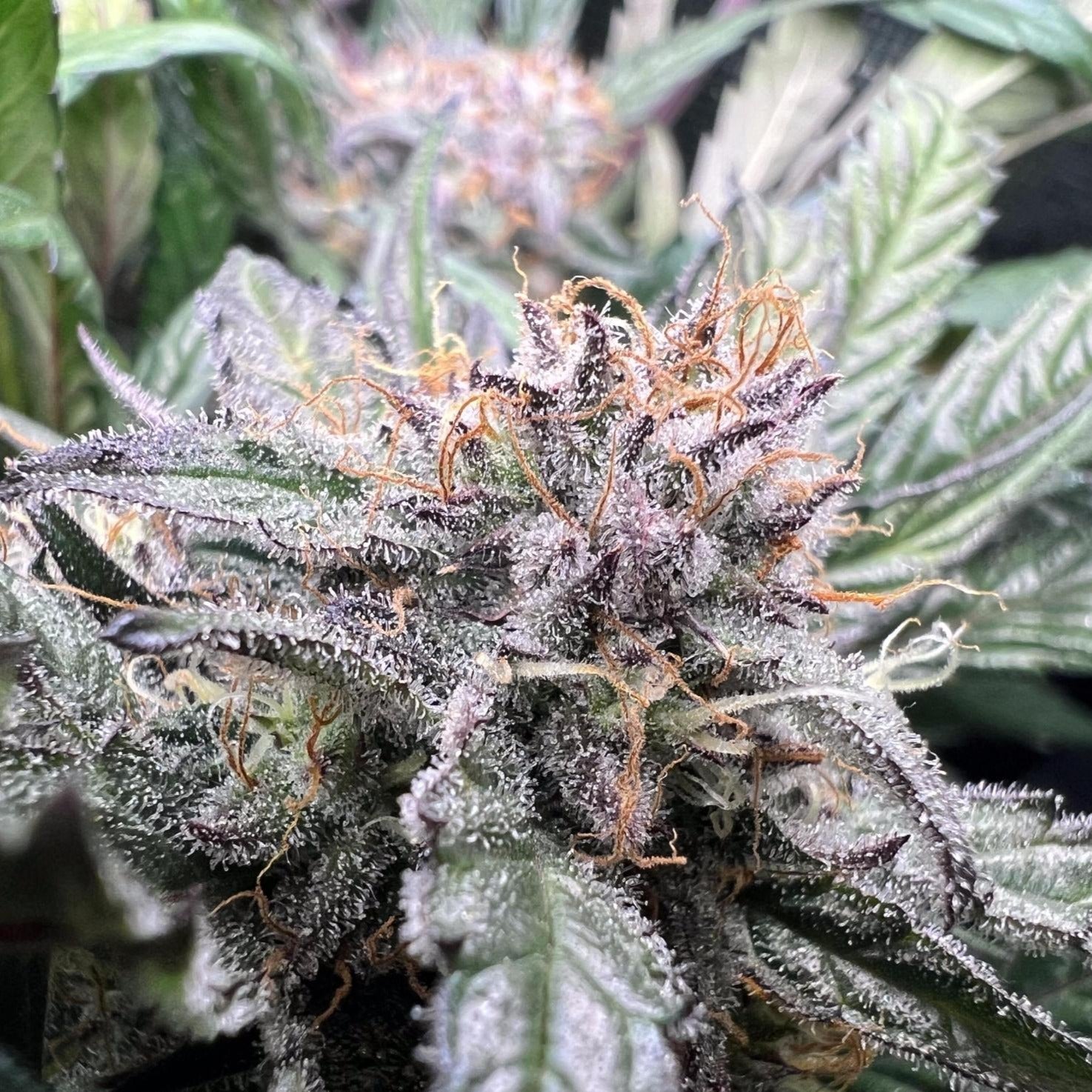 Critical Samen Automatik - 1 Samen