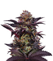 French Macaron (Gelato 33 x French Cookies) (T.H. Seeds)