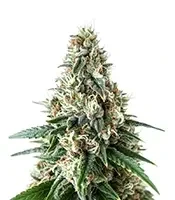 Respect 4 Gorilla (Expert Seeds)