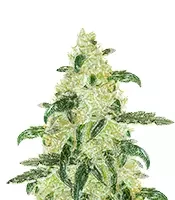 Samsquanch OG Auto (Mephisto Genetics)