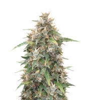 Malawi x Panama (Ace Seeds)