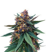Purple Bud (White Label Seed Company)