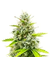 Durban Poison Autoflower (Seedkeepers)