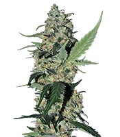 Green Poison (Sweet Seeds)