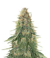 Girl Scout Cookies Auto (Garden Of Green)