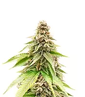 G13 Genius (Brothers Grimm Seeds)