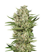 Cheese (Seedstockers)