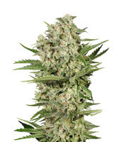 Cheese (Seedstockers)