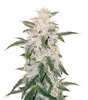 Pure Kush (Original Sensible Seeds)