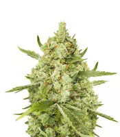 Super Lemon Haze (Green House Seeds)