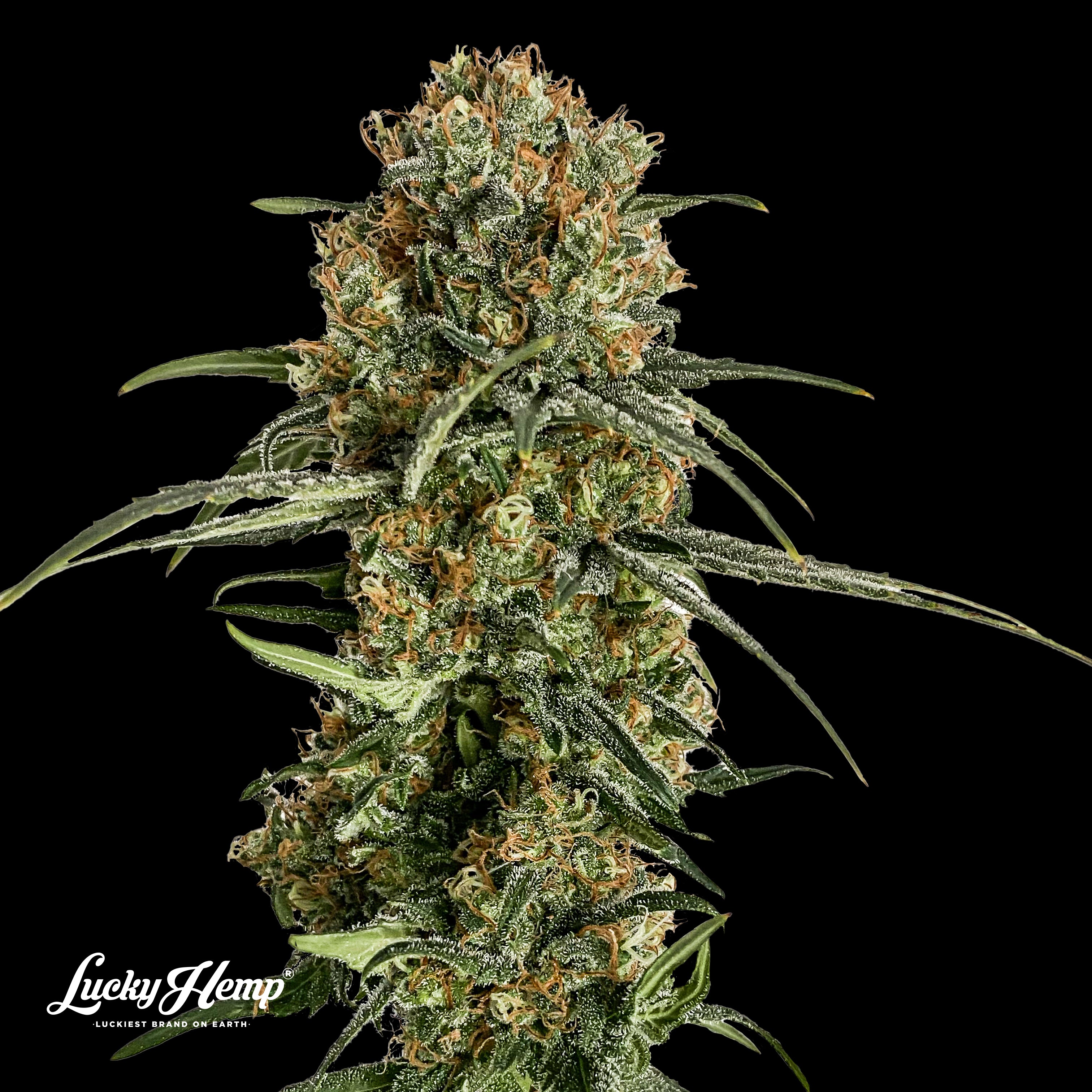 Bubba Kush US Samen Feminisiert - 1 Samen (+1 Gratis)