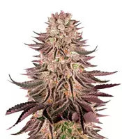 Mimosa x Orange Punch (Barney's Farm)