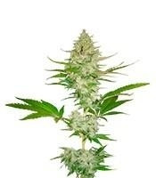 Candy Kush Express (Fast Flowering) (Royal Queen Seeds)