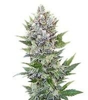 Northern Light Automatic (Royal Queen Seeds)