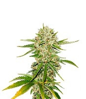 Wreckage (T.H. Seeds)