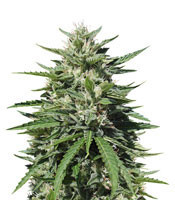 Royal Cookies Automatic (Royal Queen Seeds)