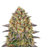 Banana Punch (Barney's Farm)
