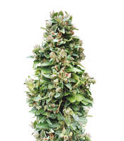 Auto Critical Soma (Advanced Seeds)