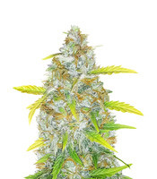 Original Auto AK (Fast Buds)