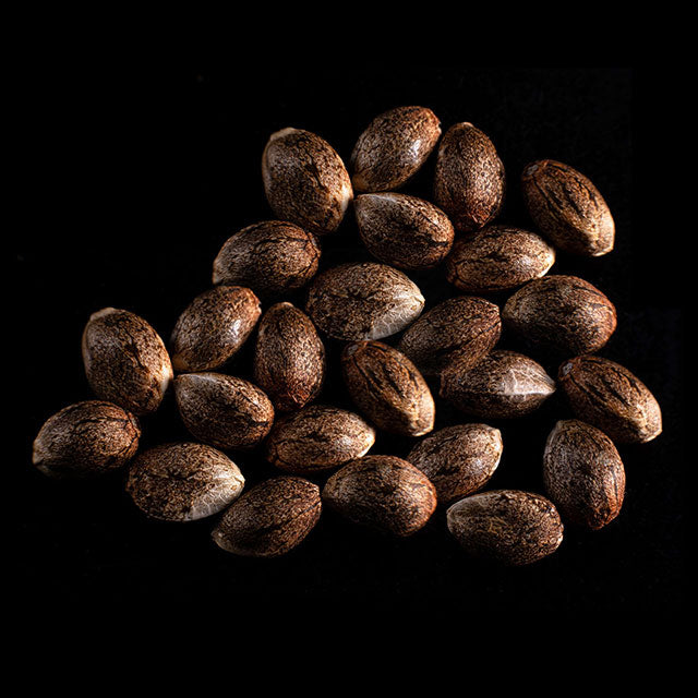 Colombian Jack - 25 Seed