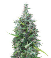 Lebanese Regular (Ace Seeds)