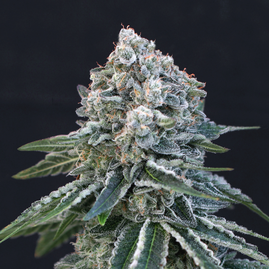 Gorilla Glue Samen Feminisiert - 1 Samen (+1 Gratis)