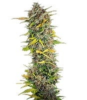 Cream Mandarine Auto (Sweet Seeds)