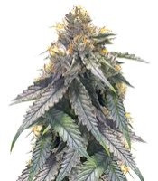 Bubba's Gift (Humboldt Seeds Organization)