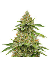 Skywalka Ghost Kush (Big Head Seeds)