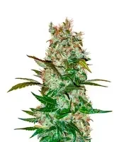 Mimosa x Orange Punch Auto (Barney's Farm)