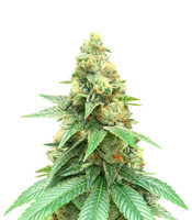 Train Wreck (Green House Seeds)