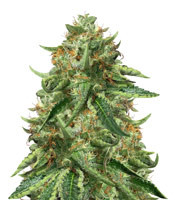 Black Ghost OG (Original Sensible Seeds)