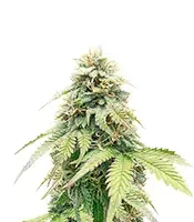 Crème De la Chem Auto (Mephisto Genetics)