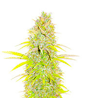 Candy Kush Fast Version (EGS)