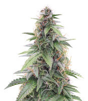 CBD Star Auto (Ministry of Cannabis)
