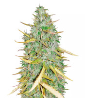Amnesia CBD Pure Auto (Humboldt Seeds Organization)