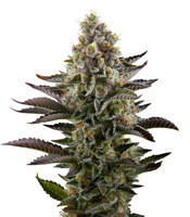 LA Widow (Kera Seeds)