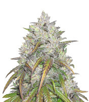 Dance World CBD (Royal Queen Seeds)