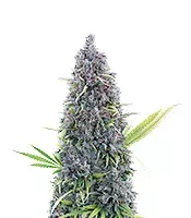 Durban Thai x C99 (Brothers Grimm Seeds)