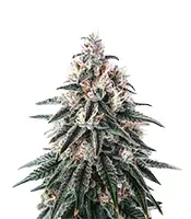 Gorilla x Lilly (Expert Seeds)