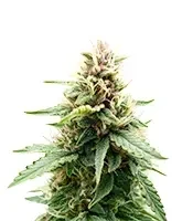 Royal Purple Kush Auto (Emerald Triangle Seeds)
