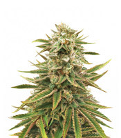 Treasure Island CBD (Sin City Seeds)