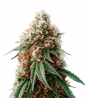 Godzilla Jealousy (Herbies Seeds)