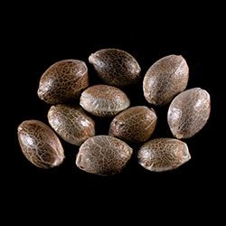 Dosidos Auto - 10+3 Seed