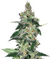 Amnesia (World of Seeds)