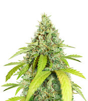 Wedding Cookies (Original Sensible Seeds)