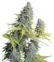 Big Foot (Sweet Seeds)
