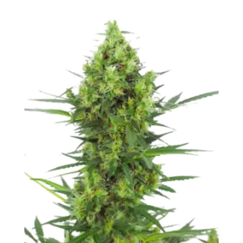 Super Skunk Auto Cannabis Samen - 3 Seeds