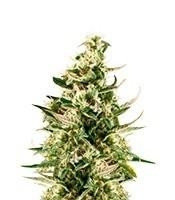 Royal Critical Automatic (Royal Queen Seeds)
